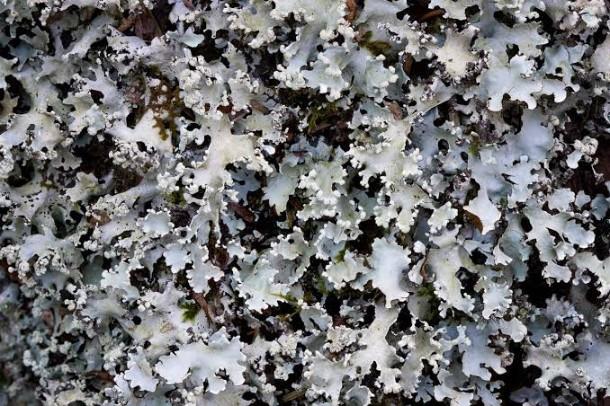 Black Stone Flower / கல்பாசி - product media