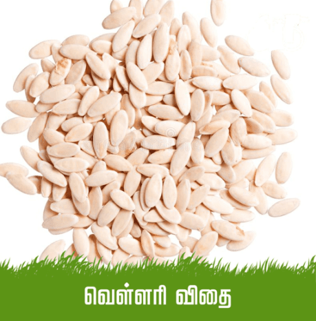 Cucumber Seed / வெள்ளரி விதை - product media