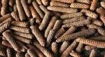 Long Pepper / திப்பிலி - product media