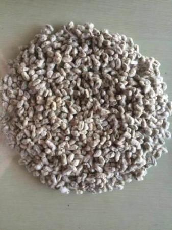 Cotton Seed / பருத்தி விதை - product media