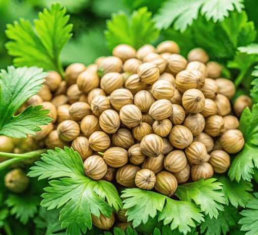 Coriander Seed / நாட்டு மல்லி - product media